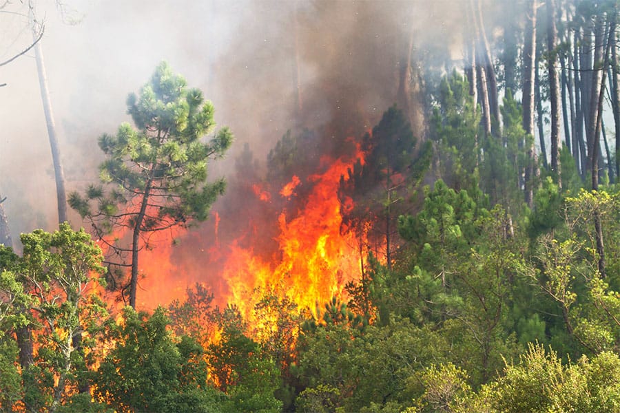 Air quality monitoring during forest fire